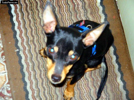 La foto del perro Kiri Foto del perro Kiri