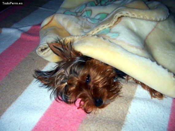 La foto del perro Pipo Foto del perro Pipo