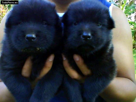 La foto del perro Gordas Foto del perro Gordas