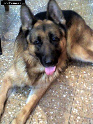 Foto del perro Monchy