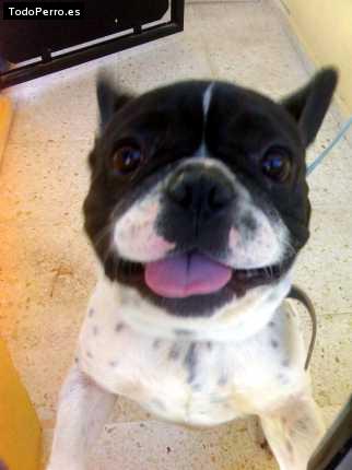 La foto del perro Golfo Foto del perro Golfo