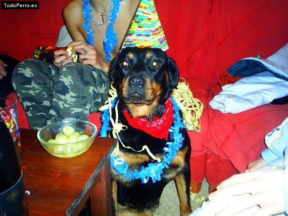 La foto del perro Crazy Foto del perro Crazy