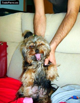 La foto del perro Lennon Foto del perro Lennon