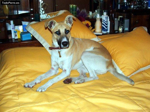 La foto del perro Mora Foto del perro Mora