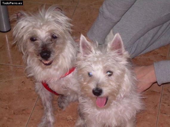 Foto del perro Niko y becky