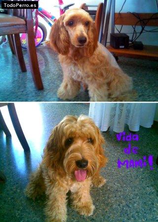 Foto del perro Ralph