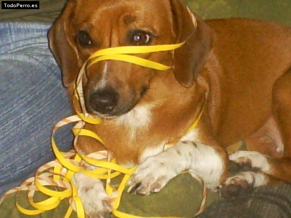 La foto del perro Candy veronica Foto del perro Candy veronica