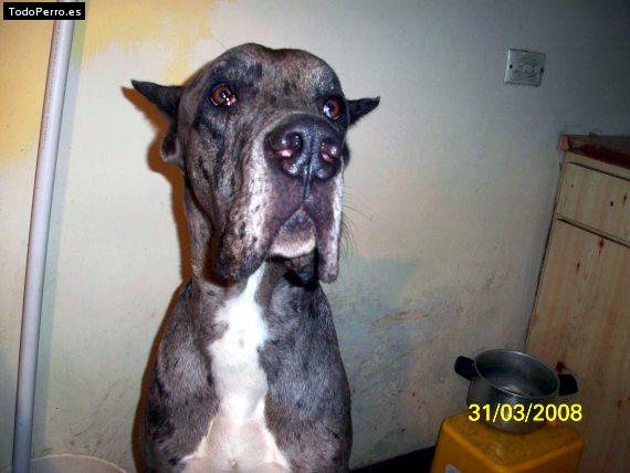 Foto del perro Bala