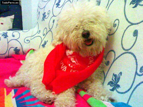 Foto del perro Jim