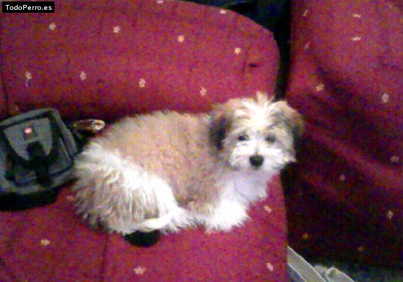 Foto del perro Rocky