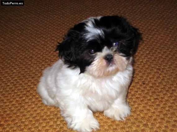 Foto del perro Chispy
