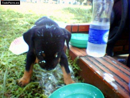 La foto del perro Germania Foto del perro Germania