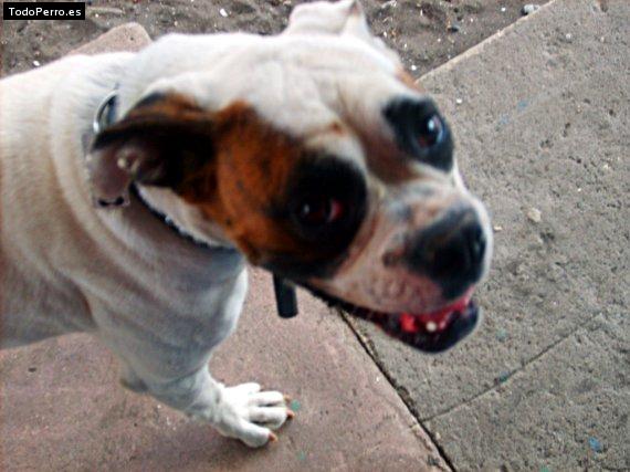 Foto del perro Molly