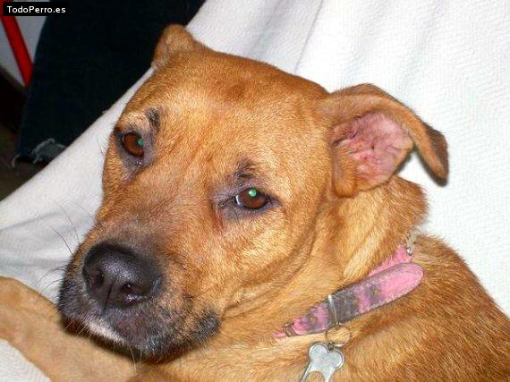 La foto del perro Ibi Foto del perro Ibi