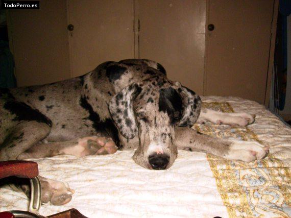 Foto del perro Tayson