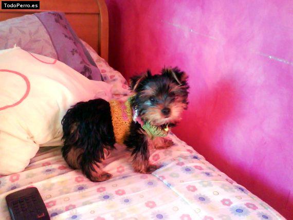 La foto del perro Matthew Foto del perro Matthew