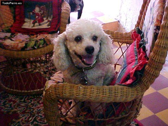 La foto del perro Crispy Foto del perro Crispy