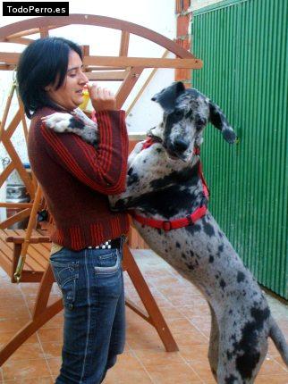 La foto del perro