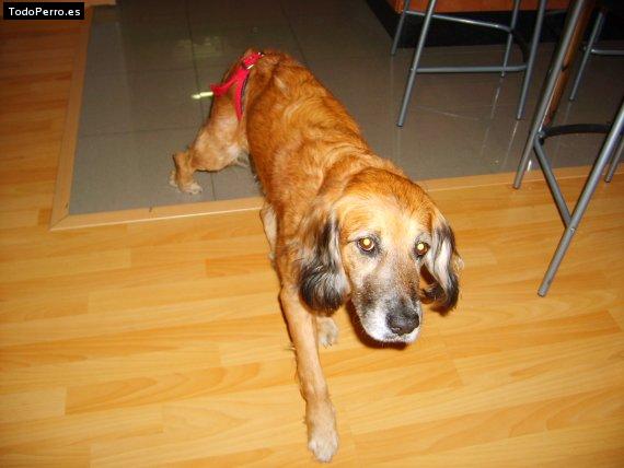 La foto del perro Chivi Foto del perro Chivi