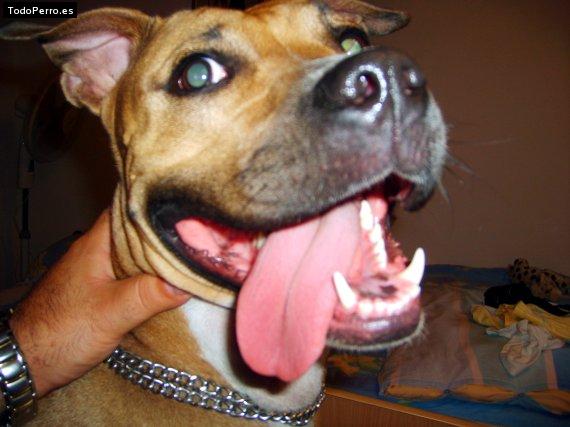 Foto del perro Rusha
