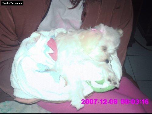 Foto del perro Hanny