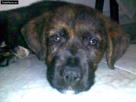 La foto del perro Cuqui Foto del perro Cuqui