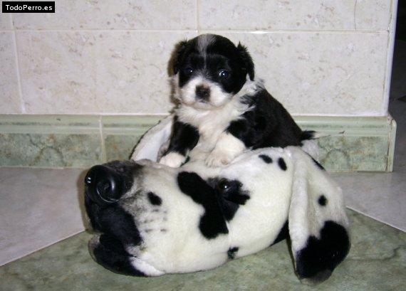 Foto del perro Treisy