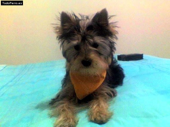 La foto del perro Jerri Foto del perro Jerri