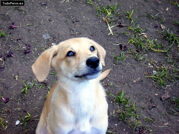 Foto del perro Reina