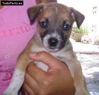 La foto del perro Matias Foto del perro Matias