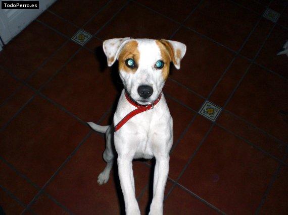 La foto del perro Cleo Foto del perro Cleo