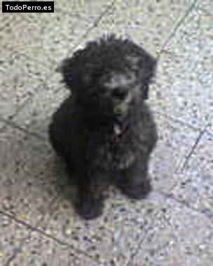 La foto del perro Cumbia Foto del perro Cumbia