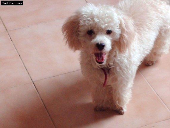 Foto del perro Honey sweet