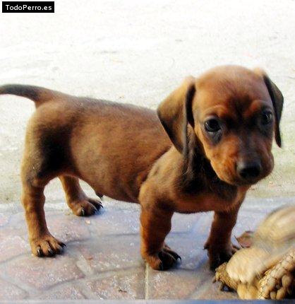 Foto del perro Hiro