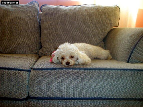 La foto del perro Leidy Foto del perro Leidy