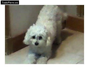 La foto del perro Colita Foto del perro Colita