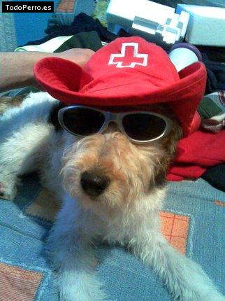 Foto del perro Rocco