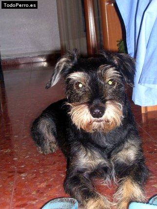 La foto del perro Pexe Foto del perro Pexe