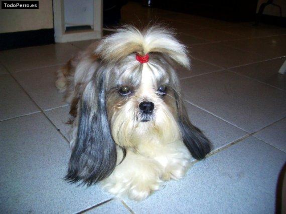Foto del perro Titu