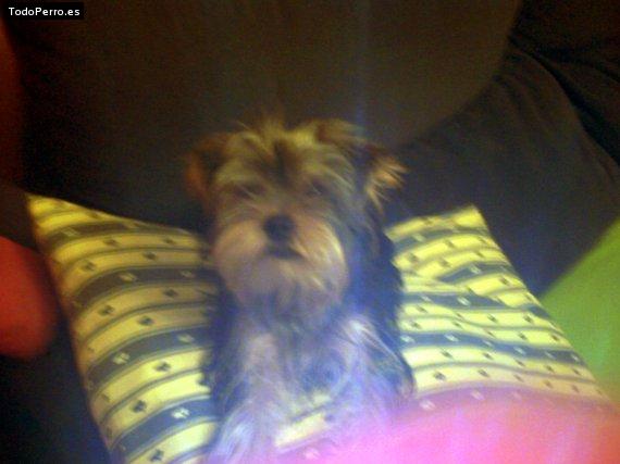 La foto del perro Chispi Foto del perro Chispi