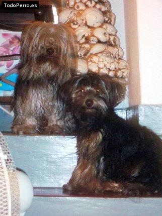 La foto del perro Gummer y zhoe Foto del perro Gummer y zhoe