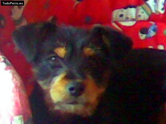 Foto del perro Coco