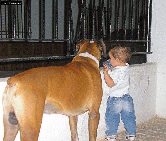 La foto del perro Chycho Foto del perro Chycho