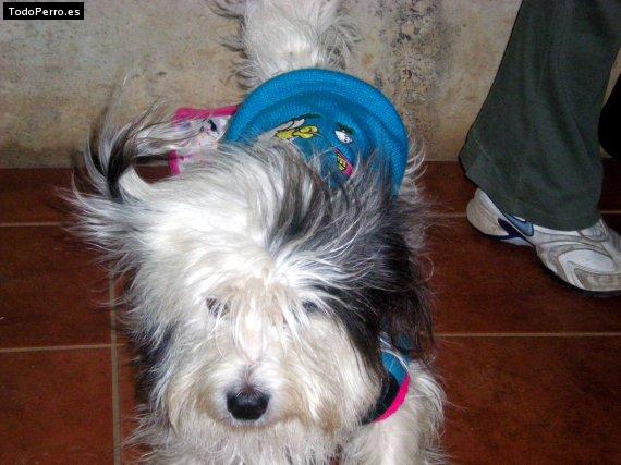 La foto del perro Kike Foto del perro Kike