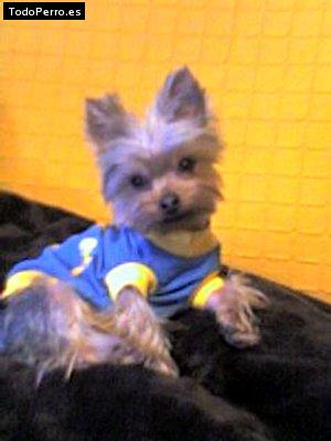 Foto del perro Simba