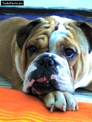 Foto del perro Salome