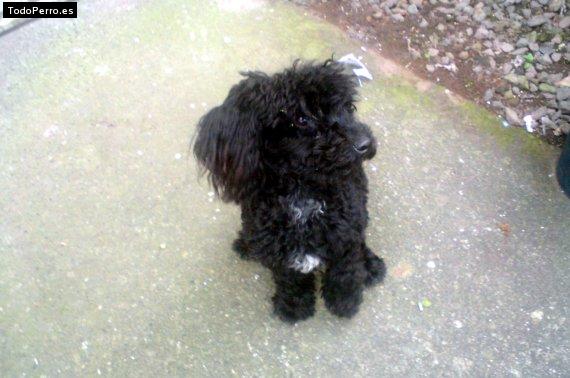 Foto del perro Snoopy