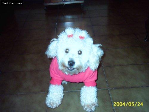 La foto del perro Leyla Foto del perro Leyla