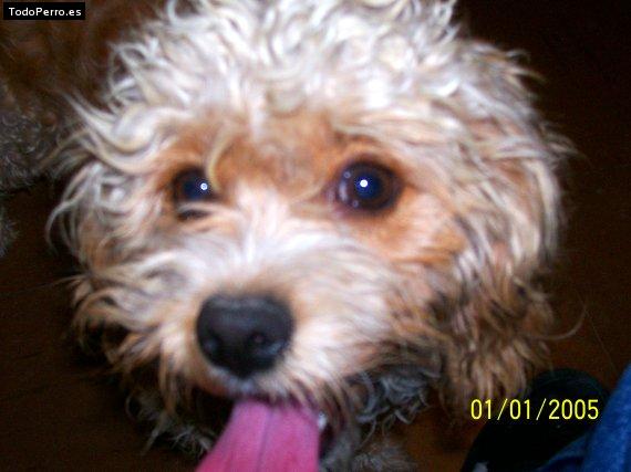 Foto del perro Chiquita