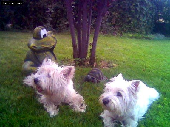 Foto del perro Iris y nuki